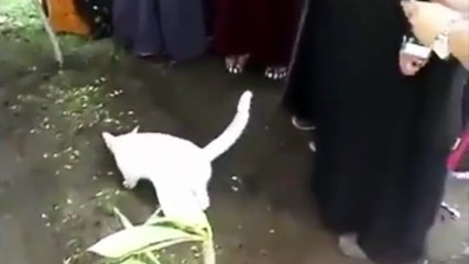 When a cat can't handle his owner death