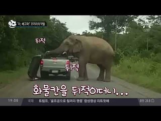 “아, 배고파!” 코끼리의 약탈_채널A_뉴스TOP10