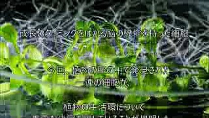 植物にも 脳があることが 判明！