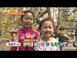 노란 산수유 가득한 전남 구례