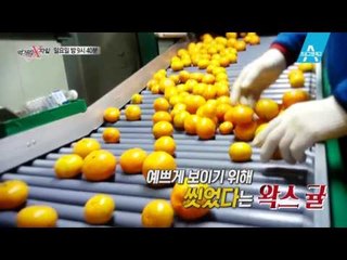 [예고] 진짜 유기농으로 재배한 착한 ‘귤’ 농부