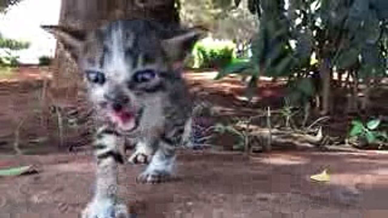 子猫目線の動画（岩合光昭さんの世界ネコ歩き風）