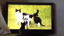 「岩合光昭の世界ネコ歩き」を観るネコ