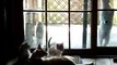 ネコに家が壊される～広がる ペット多頭飼育崩壊～ - NHK クローズアップ現代　119匹の野良猫に占領された家 (1)