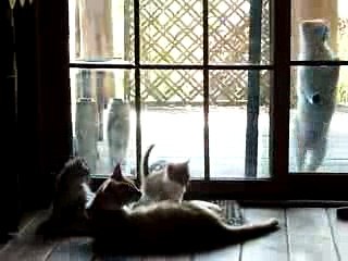 ネコに家が壊される～広がる ペット多頭飼育崩壊～ - NHK クローズアップ現代　119匹の野良猫に占領された家 (1)