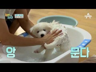 [선공개]씻기기 힘든 방수털을 가진 수호 목욕 시키기!