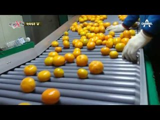 보기 좋은 귤이 맛도 좋다! 그래서 한 왁스칠이 귤을 상하게 한다?!