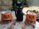 Black Cat Halloween Candy Holder & Decoration  | Halloween Creativity