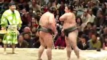 JAPANESE FANNY SUMO sumo wrestling SHOW