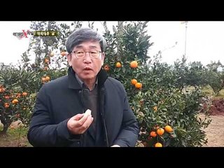 착한농부를 찾아라! 첫 검증부터 성공?! 무농약 인증받은 착한 귤 농장