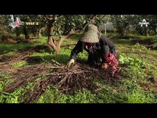 착한농부의 애지중지 나무 사랑! 액비, 영양 하나하나도 남다르다!