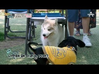 자유로운 영혼 최뚜이의 글로벌 오지랖ㅋㅋ 이 구역 치근덕犬은 나야!