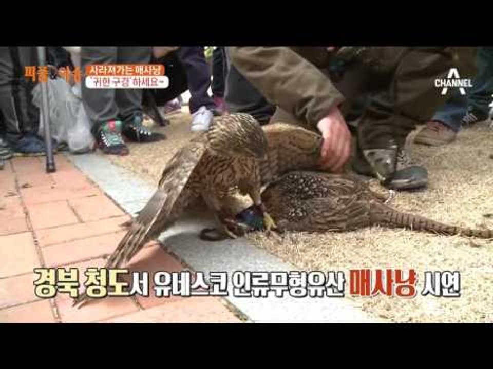 사라져가는 매사냥, 귀한 구경 하세요~