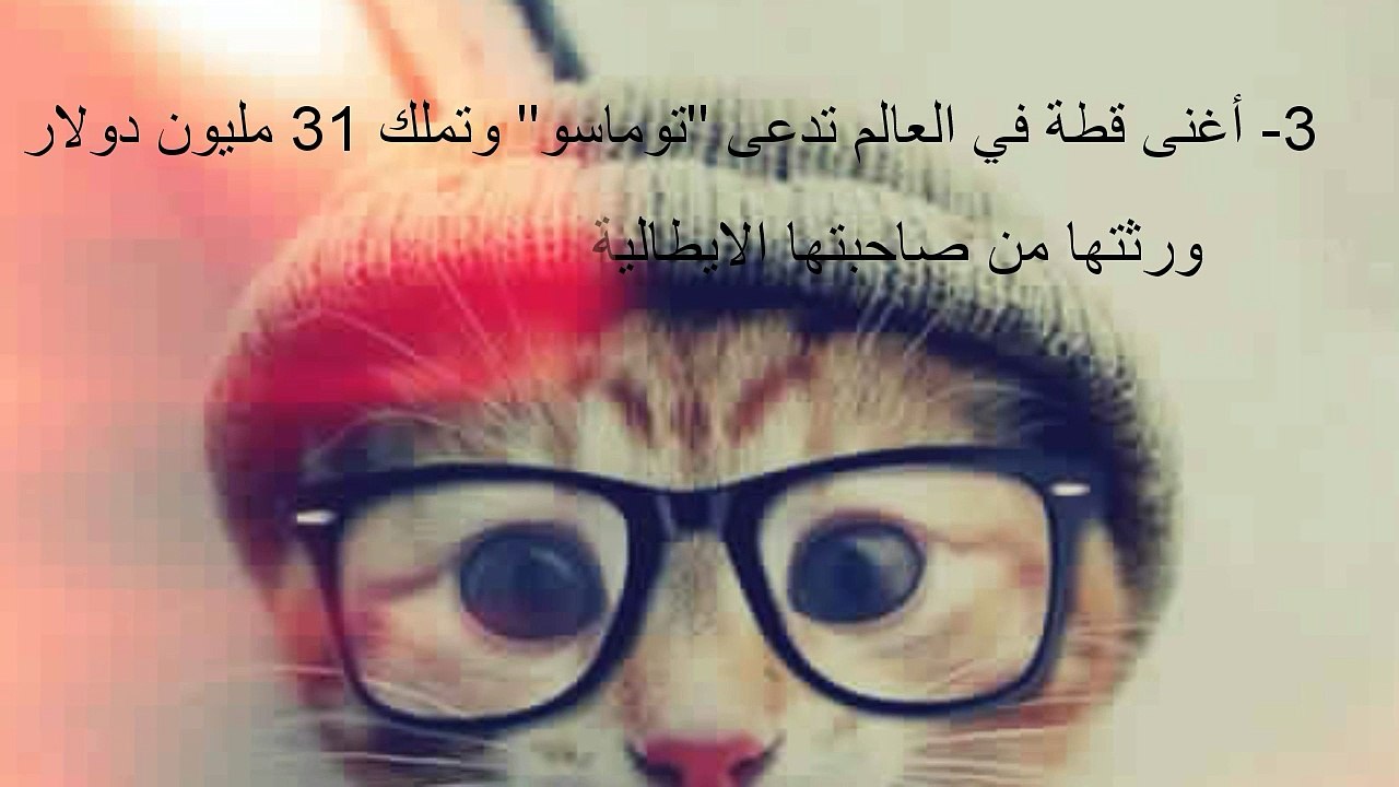 معلومات عن القطط