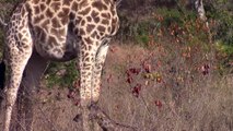 PART 2 - *UNEDITED* - Incredible! Giraffe giving birth in the wild!