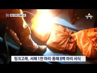 [채널A단독]고래 등에 꽂힌 작살…신음하며 포착