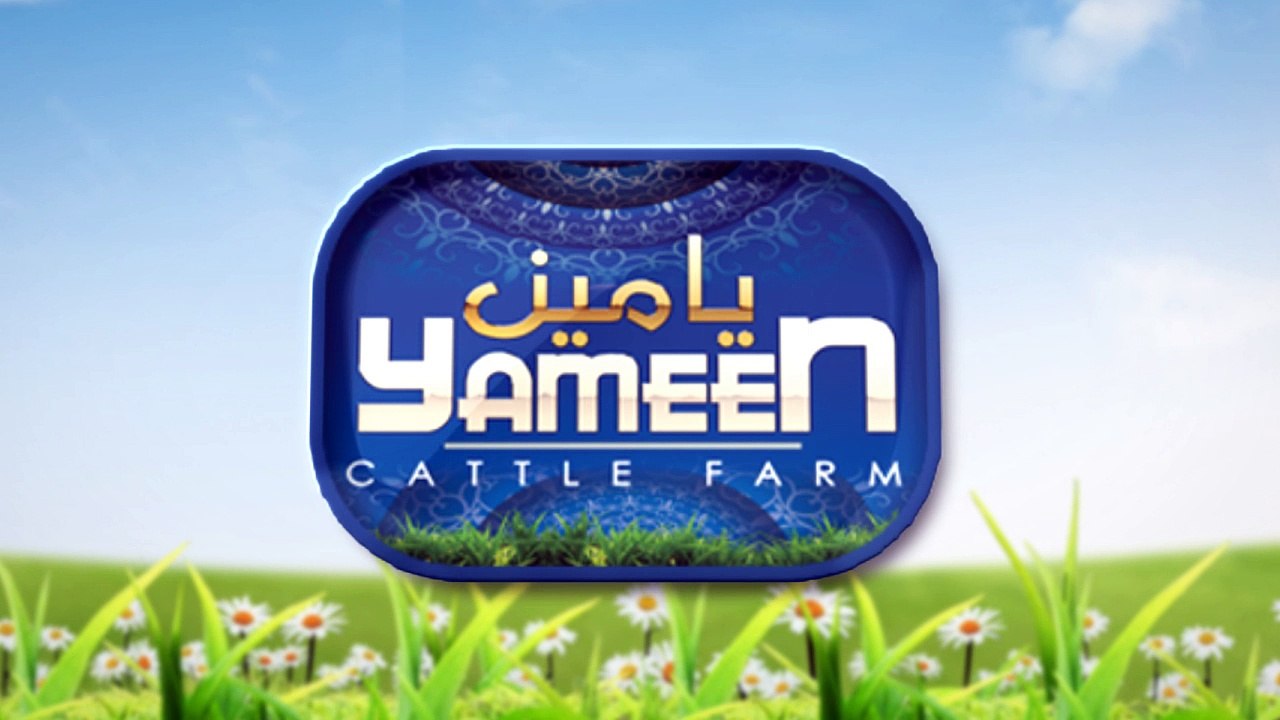 White Lion I Yameen Cattle Farm I Beautiful I Love And Love I Parrot Studio
