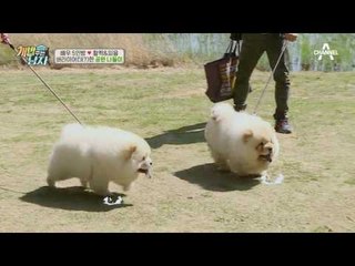 [질주본능] 망부석→비글비글! 활짝&피움이의 숨겨왔던 발랄함!