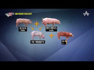 흑돼지 개량은 이미 오래전부터 시작됐다?! 종돈개량의 실체 공개!