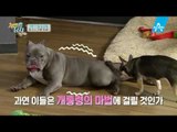 [예고] 최현석의 개밥을 부탁해! 반려견 요리비법 대공개