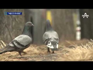 AI 감염 음성 판정에도 “비둘기 무섭다”