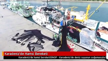 Karadeniz'de Hamsi Bereketi