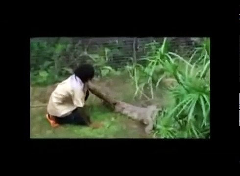 Хищники атакуют! Нападение животных на людей