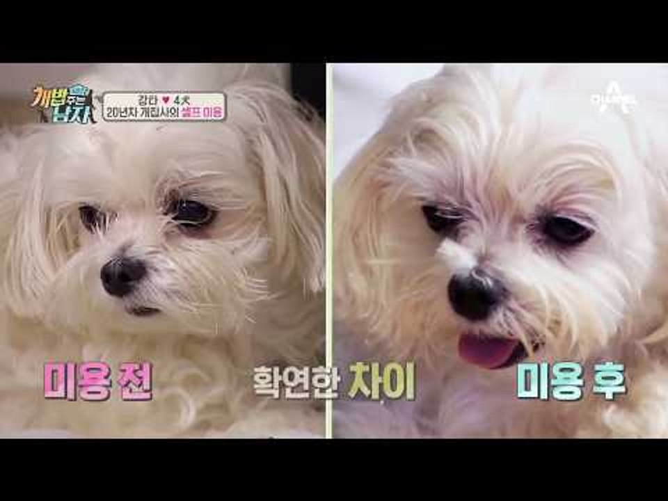 20년 차 프로 집사 강타의 ‘셀프 강아지 미용’! 능숙함이 뚝뚝!