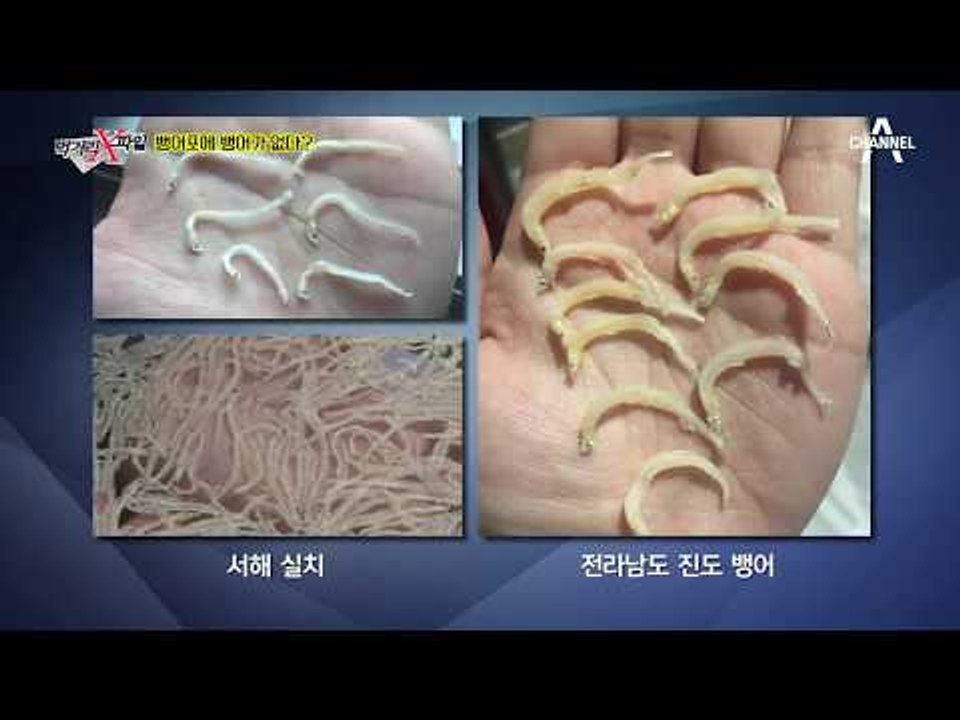 전남 진도에서만 나온다는 진짜 ‘뱅어’는 따로 있다?!