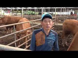 유기농 농사의 선순환 구조! 직접 키운 소의 분뇨를 퇴비로 사용?!