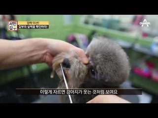 깜짝 미션! 애견 미용사의 실력 공개