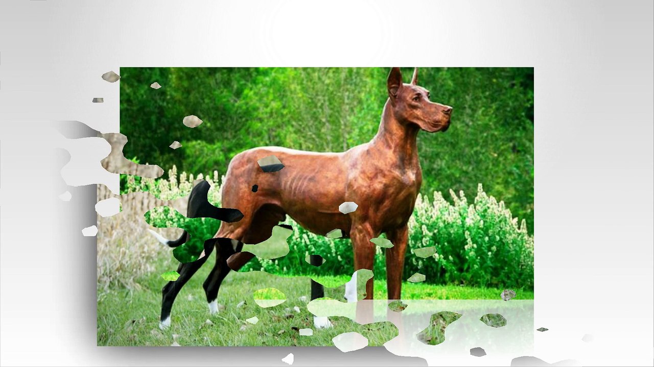 This is Great Dane dog. They are highest dogs in the world.