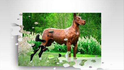 This is Great Dane dog. They are highest dogs in the world.