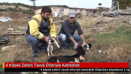 4 Köpek Zehirli Tavuk Etleriyle Katledildi