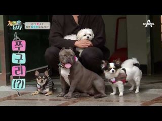 다이어트 특명! 쎈 & 제이 & 비너스의 활동량을 늘려라!