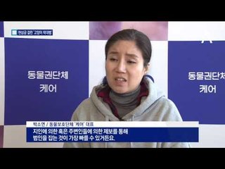 현상금 걸고 “고양이 학대범 꼭 잡아주세요”