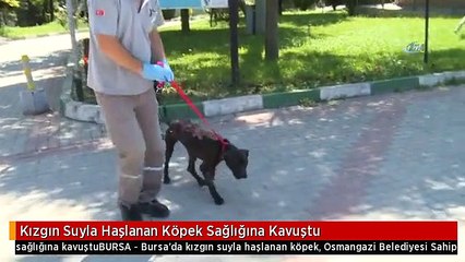 Kızgın Suyla Haşlanan Köpek Sağlığına Kavuştu