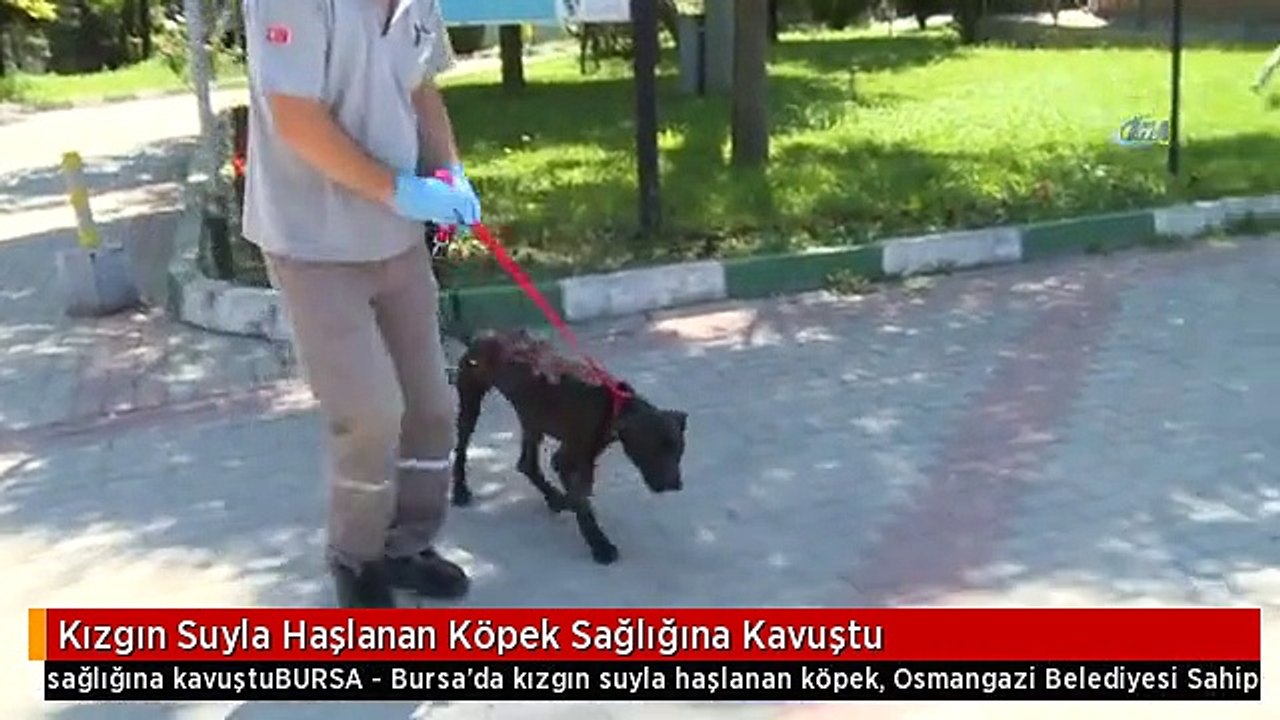 Kızgın Suyla Haşlanan Köpek Sağlığına Kavuştu