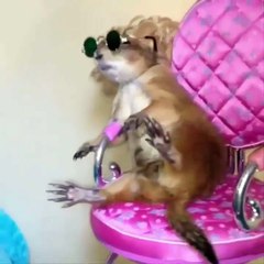 Top 200 Highlights of Animals on Vine - FUNNY Animals_12