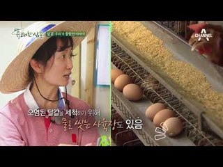 (동공지진) 닭이 무서운 강레오 셰프의 달걀 꺼내기 작업 도전!