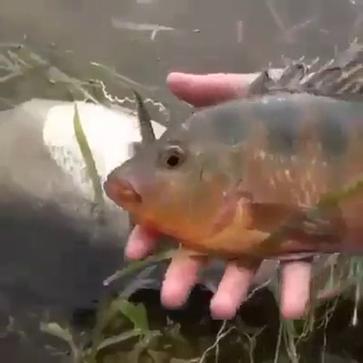 Ce poisson a eu les yeux plus gros que le ventre et va le regretter!
