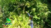 Traditional Bird Trapping in Cambodia - The Best Bird Trap Made by Bamboo - How To Make Bird Trap#1