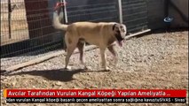 Avcılar Tarafından Vurulan Kangal Köpeği Yapılan Ameliyatla Sağlığına Kavuştu