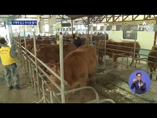 이동제한 완전 해제…활기 되찾은 우시장