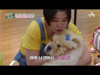 활짝 & 피움이 미용했어요~! 미용해서 한층 더 물오른 미모! #꽃미모 #차우차우
