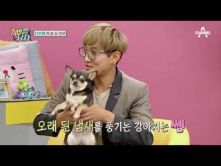 최셰프도 도전하는 발냄새로 내 반려견 찾기! #뚜이_발냄새