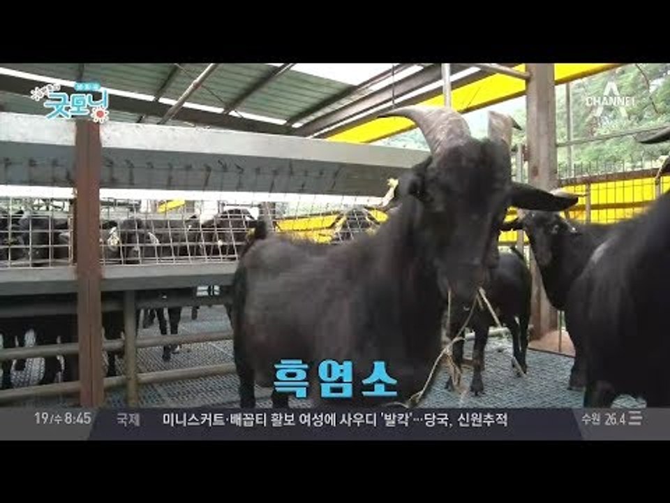 소·돼지·닭에 도전! 건강 먹거리 흑염소 대중화 선언