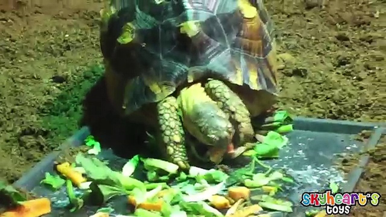 Safari Adventure in SINGAPORE ZOO , River Safari and SEA Aquarium - playtime toys for kids