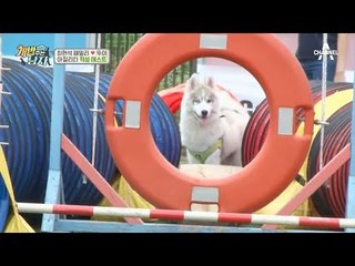 아질리티 적성 테스트 종료! 역시 뚜이는 #허스키_중에_최고 ♥