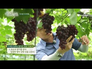 (꿀팁) 포도 농부가 가르쳐주는 잘 익은 포도 고르는 법.avi